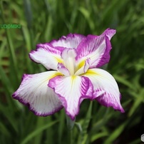 花菖蒲