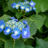 SONY（ソニー） SEL50F18 E 50mm F1.8 OSS 実写レビュー