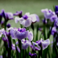 TAMRON(タムロン)のレンズ AF18-250mm F/3.5-6.3 Di II LD Aspherical