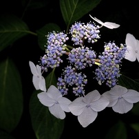 NIKON(ニコン)のレンズ AF-S DX Micro NIKKOR 40mm f/2.8G で