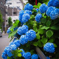 CANON(キヤノン)のデジタルカメラPowerShot SX200 IS で撮影した写真