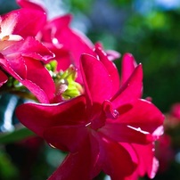 オリンパスズイコーデジタル 35mm F3.5 Macro 評価・作例】リーズナブルな標準マクロ ZUIKO DIGITAL 35mm F3.5