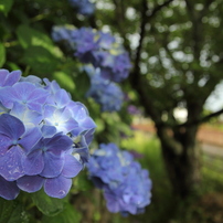 ❤明るい写真もボケも撮れる♪タムロン 17-50mm DiⅡ A16キヤノン用❤