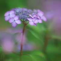 CANON(キヤノン)のデジタル一眼EOS 5D Mark II で撮影した写真