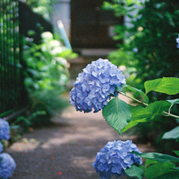 ⌘完動品！ 作例あり、電池付き！ Canon EOS kiss Ⅲ USM⌘ Yahoo!オークション -「canon eos kiss 3」(フィルムカメラ