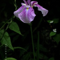 春の花撮影に最適！Nikon AF-S DX micro 40mm f/2.8G 71INfOYDMlL._UF350,350_QL50_.jpg