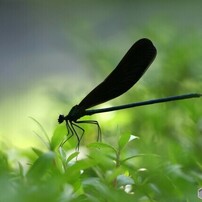 トンボの写真(画像)・写真集 - 写真共有サイト:PHOTOHITO