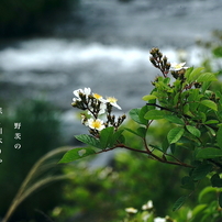 句歌画集38：2025 夏編１