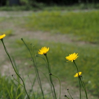 美品♥Olympus 14-150mm ♥ 近くも遠くも♥ 71VT1X0gPkL._UF350,350_QL50_.jpg