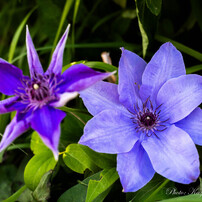 Carl Zeiss Makro-Planar 60mm F2.8 C 作例あり Carl Zeiss Makro Planar 60mm f2.8C Review作例 Contax銘玉神