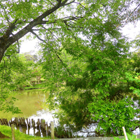 PANASONIC(パナソニック)のデジタルカメラLUMIX DMC-TZ40 で撮影した