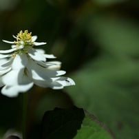 ＜作例あり＞ TAMRON SP 90mm F2.8 272E NIKON 作例あり＞ TAMRON SP 90mm F2.8 272E NIKON Tamron Announces