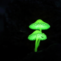 SIGMA(シグマ)のレンズ 28mm F1.8 EX DG ASPHERICAL MACRO [キヤノン用