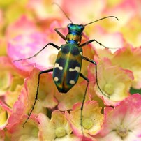 オリンパスズイコーデジタル 35mm F3.5 Macro オリンパス ズイコーデジタル 35mm F3.5 Macro 価格比較 - 価格.com