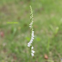 白い捩花