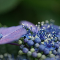 KONICA MINOLTA(コニカミノルタ)のレンズ AF MACRO 50mm F2.8 New で