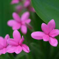 フジノンレンズ XF80mmF2.8 R LM OIS WR Macro フジノンレンズ XF80mmF2.8 R LM OIS WR Macro: レンズ