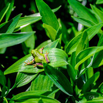 KYOCERA(京セラ)のレンズ Carl Zeiss Makro-Planar T* 60mm F2.8