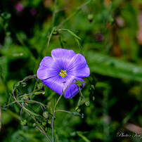 KYOCERA(京セラ)のレンズ Carl Zeiss Makro-Planar T* 60mm F2.8