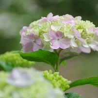 PENTAX50-135mmF2.8ED[IF] SDM レンズ SMC Pentax-DA* 50-135mm F2.8 ED [IF] SDM Reviews - DA Zoom