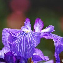 堀切菖蒲園２０２５～xiii