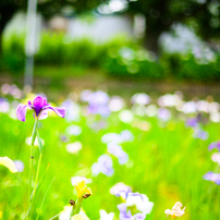 COSINA(コシナ)のレンズ フォクトレンダー NOKTON 58mm F1.4