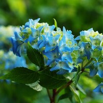 OLYMPUS(オリンパス)のレンズ ズイコーデジタル 35mm F3.5 Macro