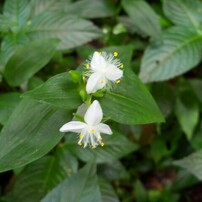 KODAK(コダック)のデジタルカメラEasyShare Z915 で撮影した写真(画像