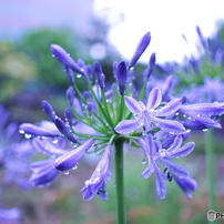 SIGMA(シグマ)のレンズ 30mm F2.8 DN ブラック [マイクロフォー