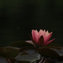 Canon 1DMarklll、SIGMA50~500mm望遠レンズセット作例有 Amazon.co.jp: SIGMA 超望遠ズームレンズ APO 50-500mm F4.5-6.3