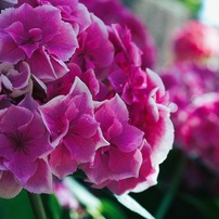 OLYMPUS(オリンパス)のレンズ ズイコーデジタル 35mm F3.5 Macro