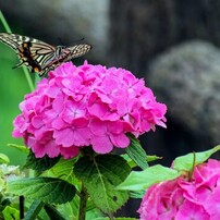 EF-S55-250mm F4-5.6 IS STMで撮影された写真 | 写真検索 | GANREF
