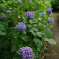 TAMRON タムロン AF 28-75mm F2.8 A09 ペンタックス用 Amazon.co.jp: TAMRON 大口径ズームレンズ SP AF28-75mm F2.8 XR