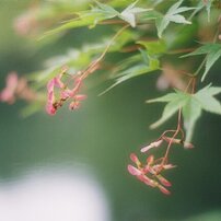 PENTAX MZ-3 ペンタックス MZ-3  実写作例あり PENTAX MZ-3実写レビュー】ペンタックスMZ-3で撮影した白黒