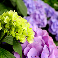 SIGMA(シグマ)のレンズ 30mm F1.4 DC DN [マイクロフォーサーズ用] で