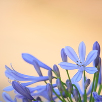 CANON(キヤノン)のレンズ EF-S55-250mm F4-5.6 IS STM で撮影