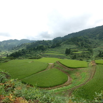 SIGMA(シグマ)のレンズ 10-20mm F3.5 EX DC HSM (ニコン用) で