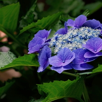 キャノン Canon EF 85mm F1.8 USM 作例あり 神コスパ】Canonの中望遠レンズEF85mm F1.8 USMを作例付きレビュー！