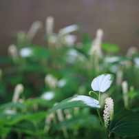 【作例あり】Canon EF-S55-250mm F4-5.6 IS STM CANON EF-S55-250mm F4-5.6 IS IIで撮影された写真 - 価格.com