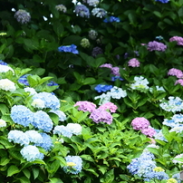 CANON(キヤノン)のレンズ EF70-300mm F4.5-5.6 DO IS USM で撮影した