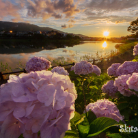 夕暮れ紫陽花3 