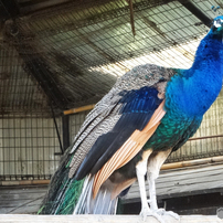 SONY(ソニー)のデジタルカメラサイバーショット DSC-WX300 で撮影した