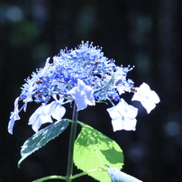 CANON(キヤノン)のレンズ EF-S55-250mm F4-5.6 IS で撮影した
