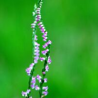 SIGMA(シグマ)のレンズ APO MACRO 180mm F2.8 EX DG OS HSM [ニコン用