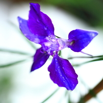 CANON(キヤノン)のデジタル一眼EOS 7D で撮影した写真(画像)一覧