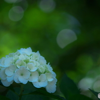 TAMRON(タムロン)のレンズ SP AF70-200mm F/2.8 Di LD [IF] MACRO