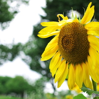 SIGMA(シグマ)のレンズ 30mm F2.8 DN ブラック [マイクロフォー