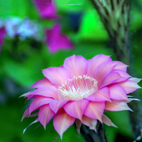 thumb.php?id=13048340&width=