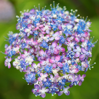 紫陽花