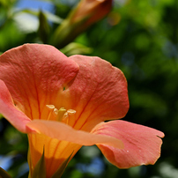 Ai Micro-Nikkor 55F2.8S Nikon 作例あり ニコン『AI Micro-Nikkor 55mm f/2.8S』作例 #夕日 #植物 #野花